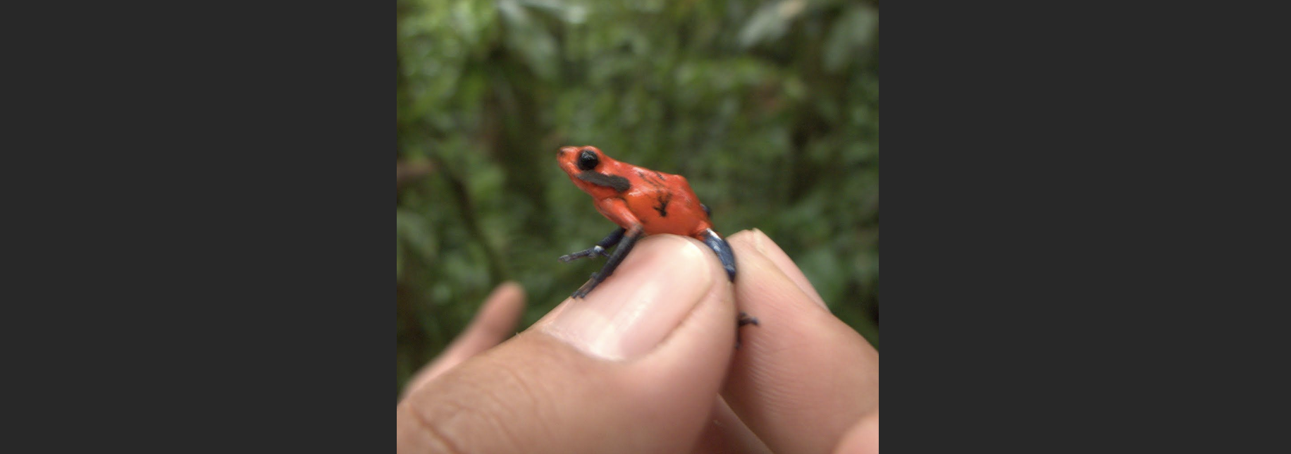 *The strawberry poison frog*