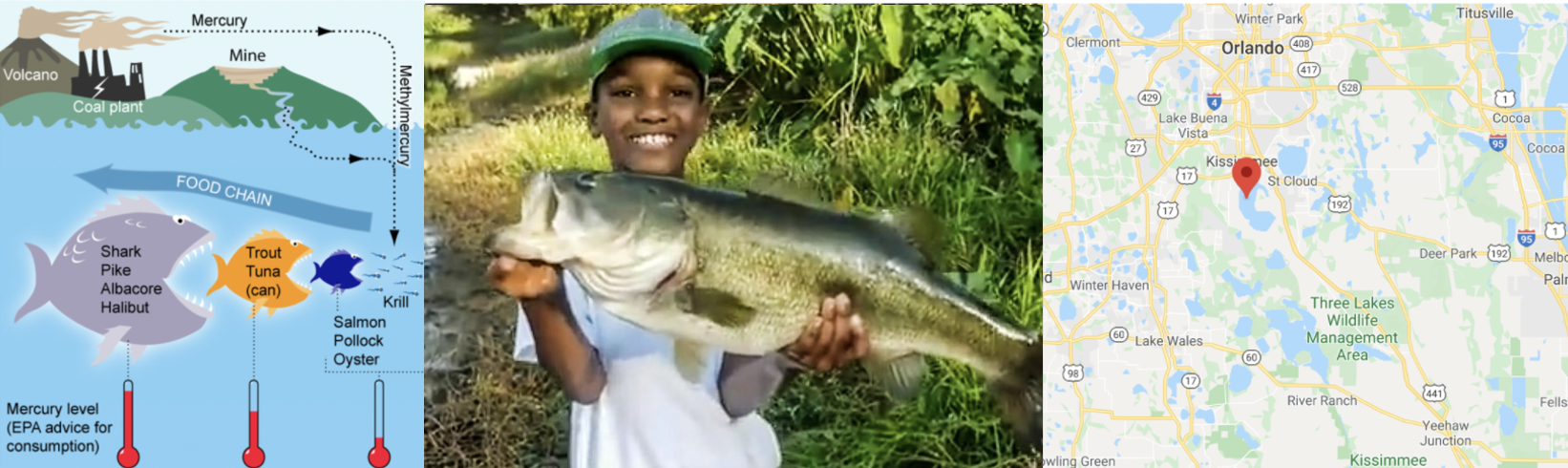 a. (Left): The mercury food chain in fish.(Wikimedia commons, Bretwood Higman, Ground Truth Trekking) b. (middle) A large bass caught and released in a central Florida lake (https://www.wired2fish.com/news/young-man-catches-releases-huge-bass-from-bank/) c. (right). The location of the lakes in Florida (Google maps)